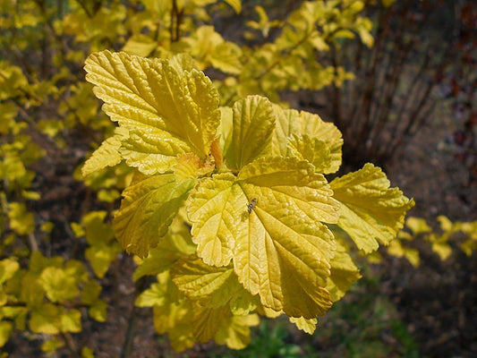 Physocarpus opulifolius Angel Gold