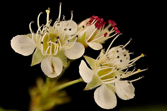 Physocarpus opulifolius Green
