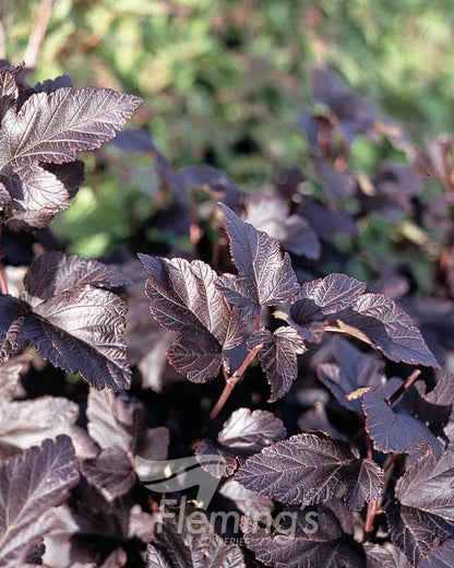 Physocarpus opulifolius Monlo Diabolo