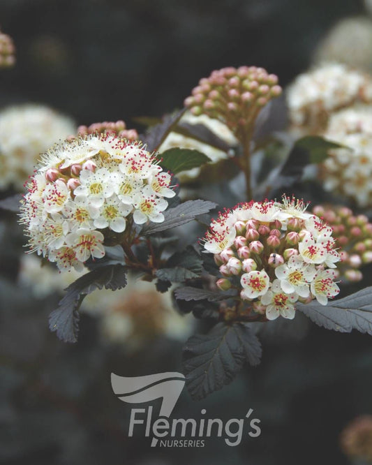 Physocarpus opulifolius Monlo Diabolo