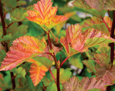 Physocarpus opulifolius Nishiki Orange