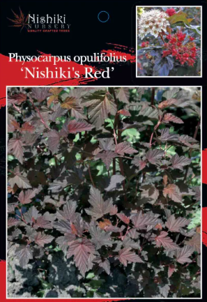 Physocarpus opulifolius Nishiki Red