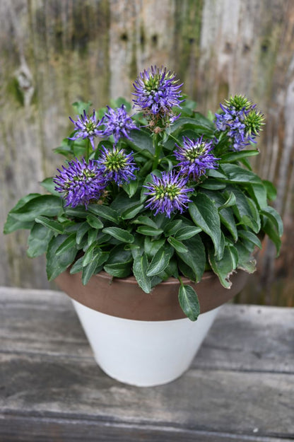 Phyteuma ‘Funky Blue’