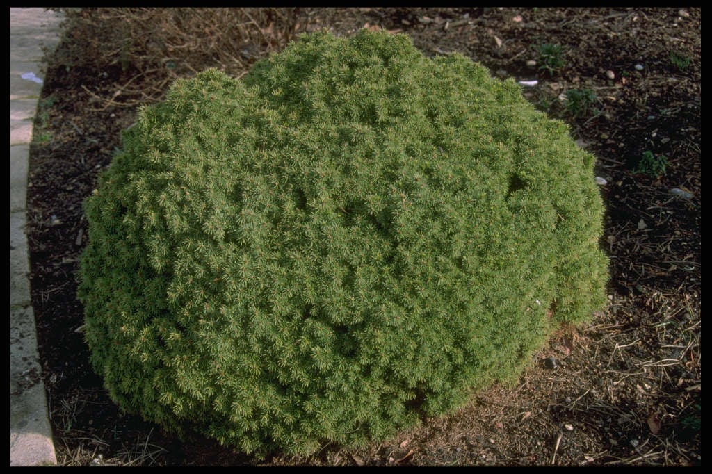 Picea glauca Alberta Globe