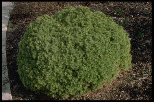 Picea glauca Alberta Globe