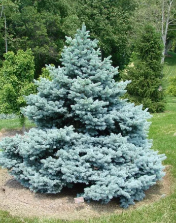 Picea pungens Blue Star