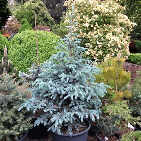 Picea x Blue Sky