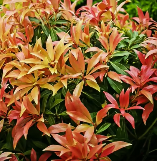 Pieris Forest Flame
