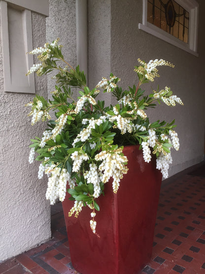 Pieris japonica 'Temple Bells'