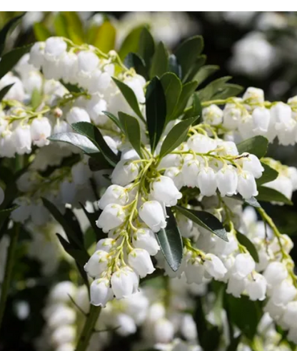 Pieris japonica 'Temple Bells'