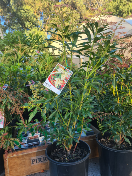 the plant broker