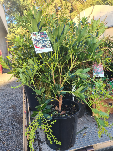 the plant broker