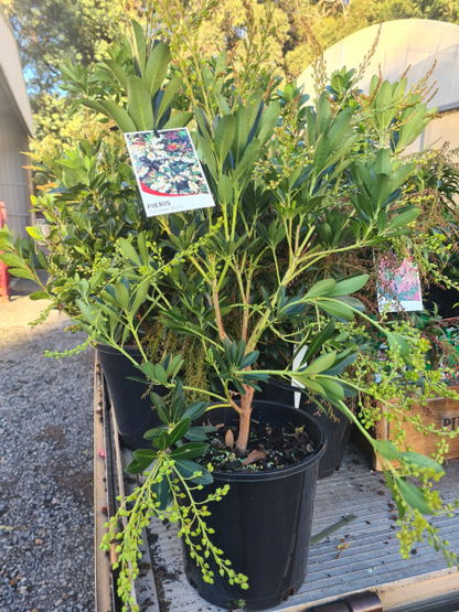 Pieris japonica 'Temple Bells'