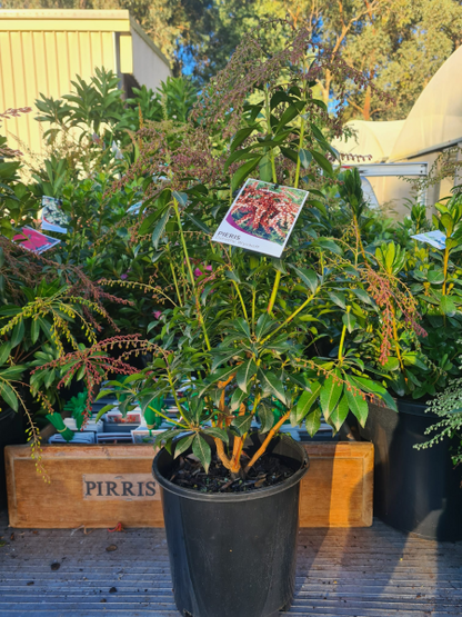 Pieris japonica Dorothy Wycoff