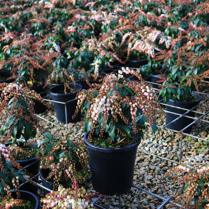 Pieris japonica 'Katsura'