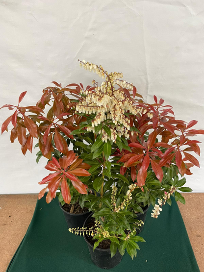 Pieris japonica Mountain Fire