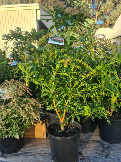 Pieris japonica Mountain Fire
