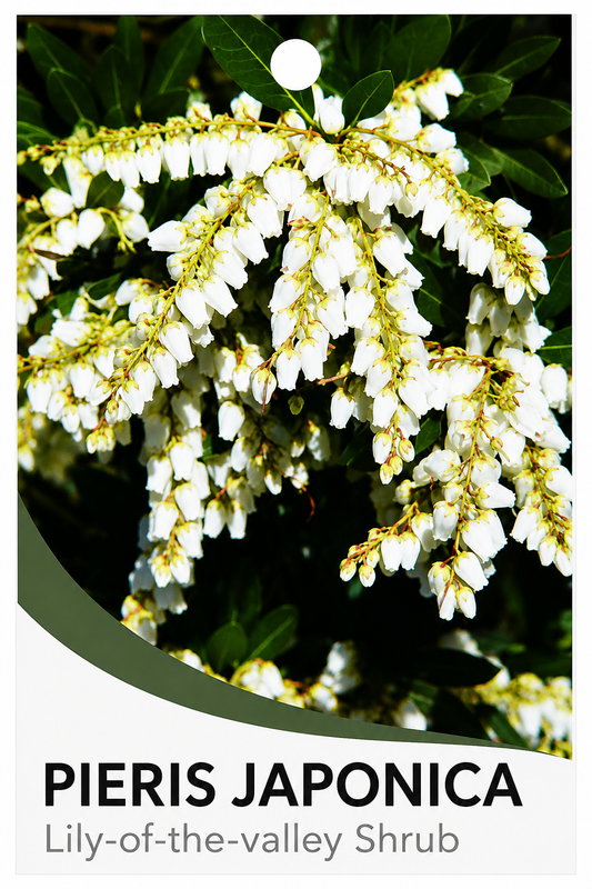 Pieris japonica
