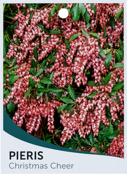Pieris japonica Christmas Cheer