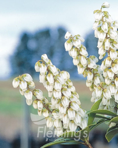 Pieris japonica Debutante