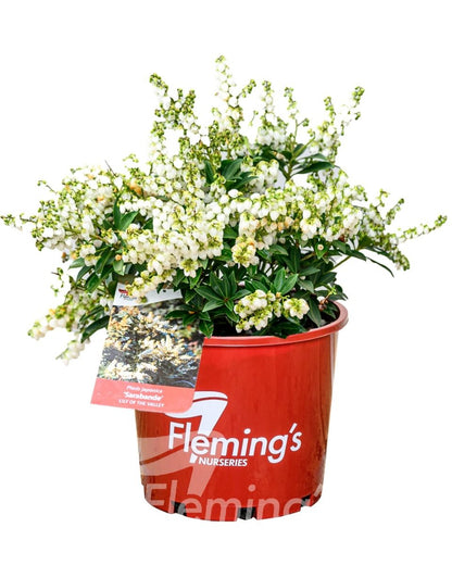 Pieris japonica Debutante