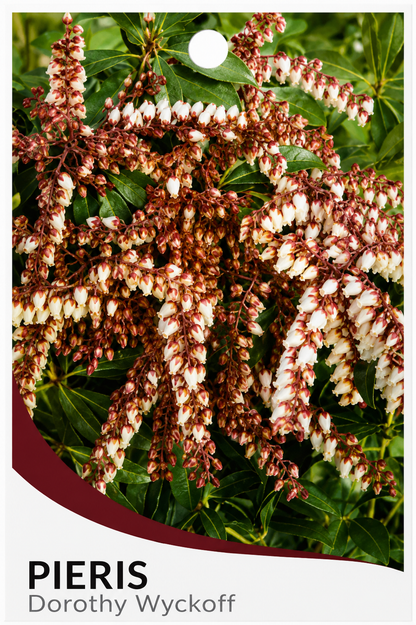Pieris japonica Dorothy Wycoff