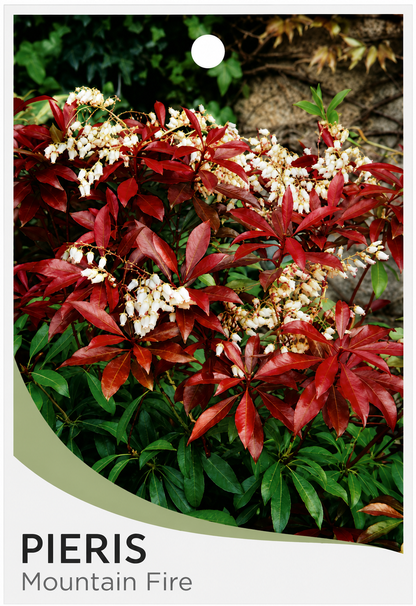 Pieris japonica Mountain Fire