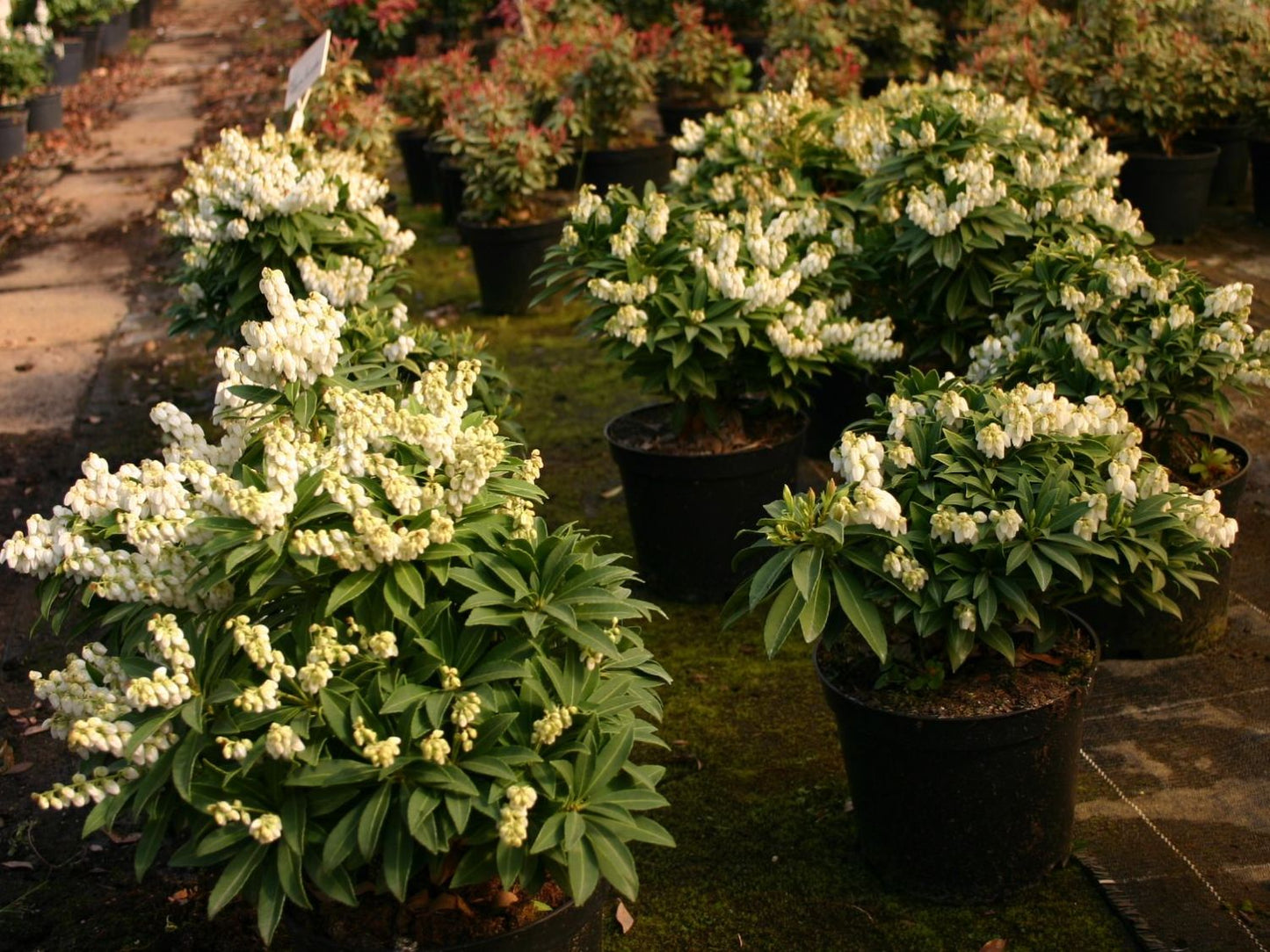 Pieris japonica Sarabande