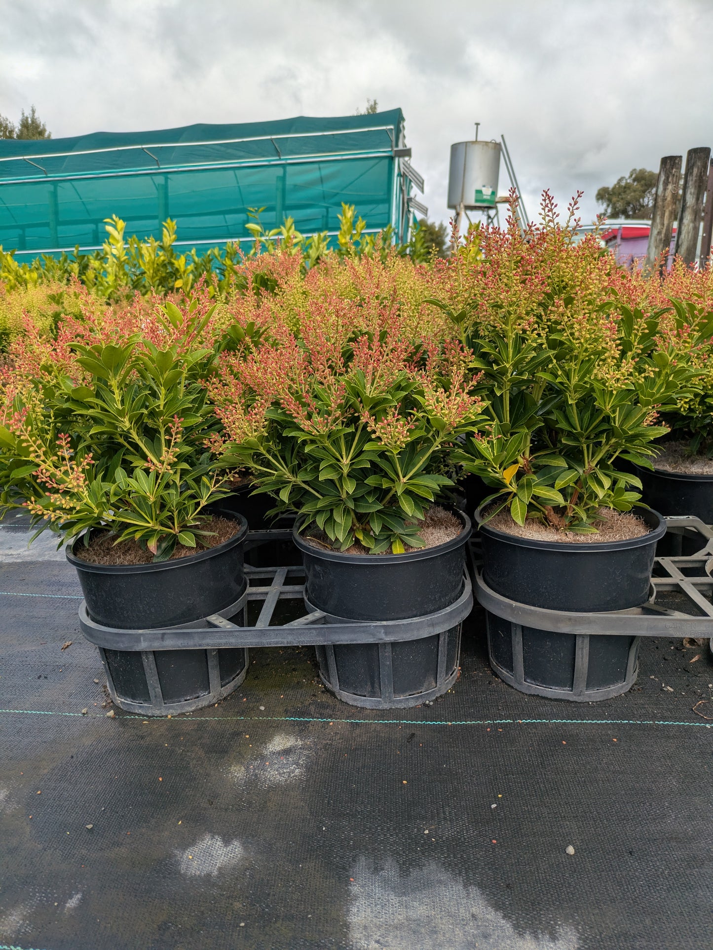 Pieris japonica Sarabande