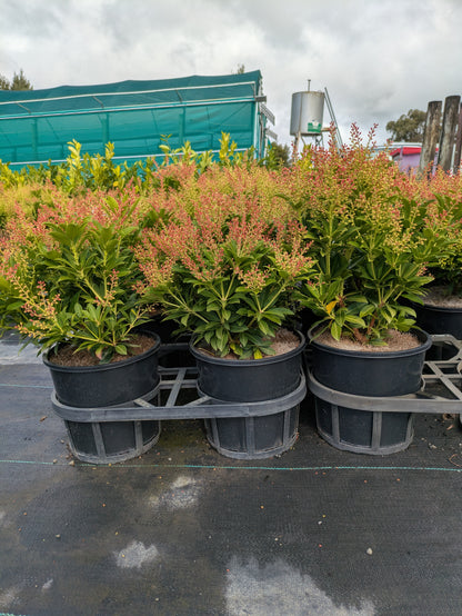 Pieris japonica Sarabande
