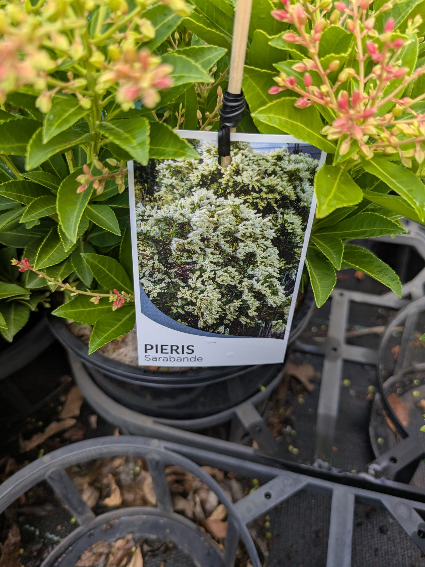 Pieris japonica Sarabande