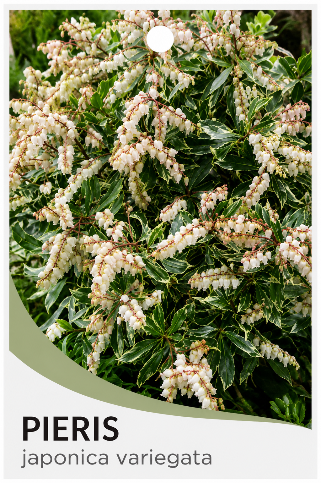 Pieris japonica Variegata