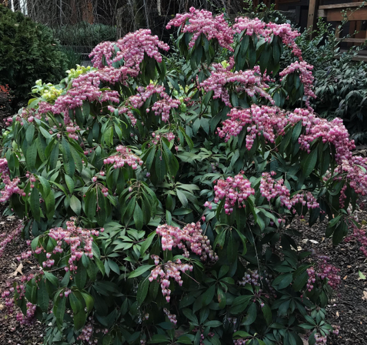 Pieris japonica 'Katsura'