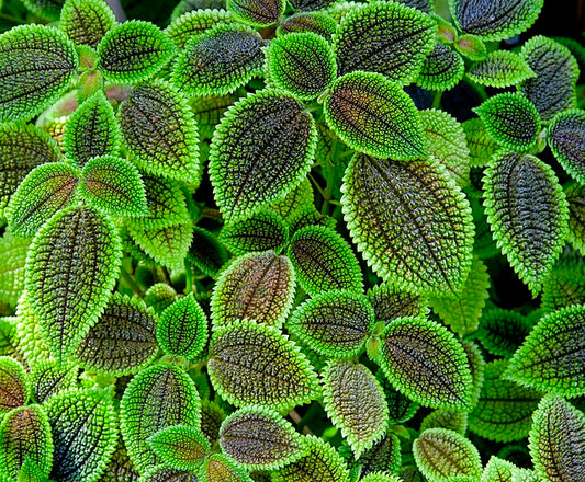 Pilea involucrata