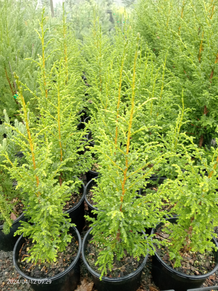 Pilgerodendron uviferum