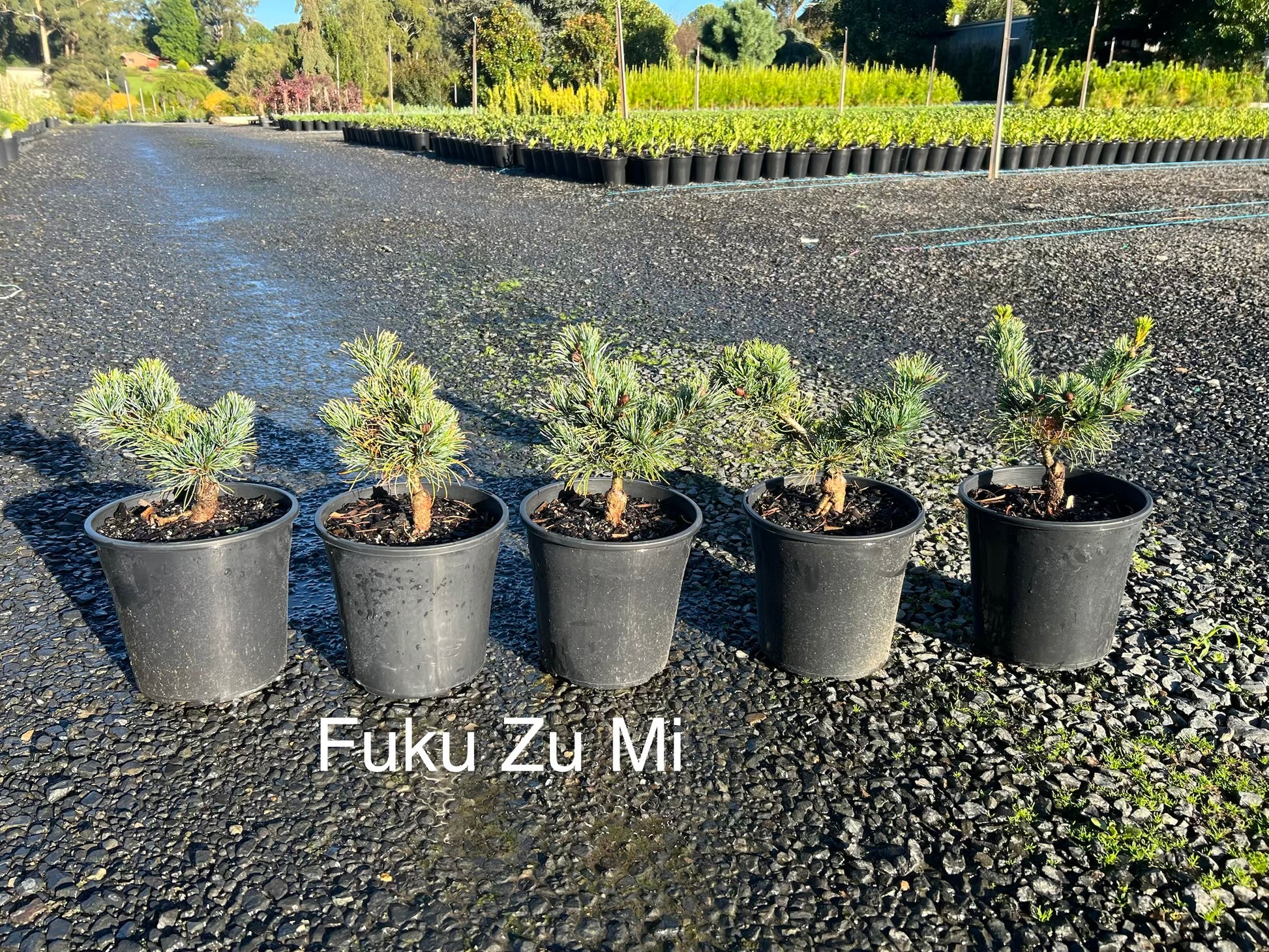 fuku bonsai tree Pinus parviflora Fuku zu mi – The Plant Broker