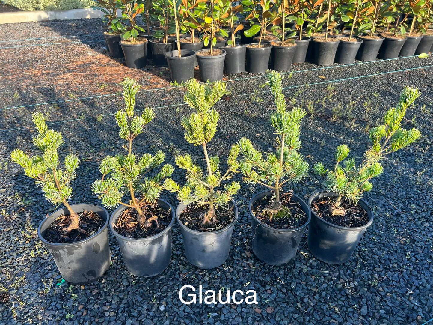 Pinus parviflora Glauca