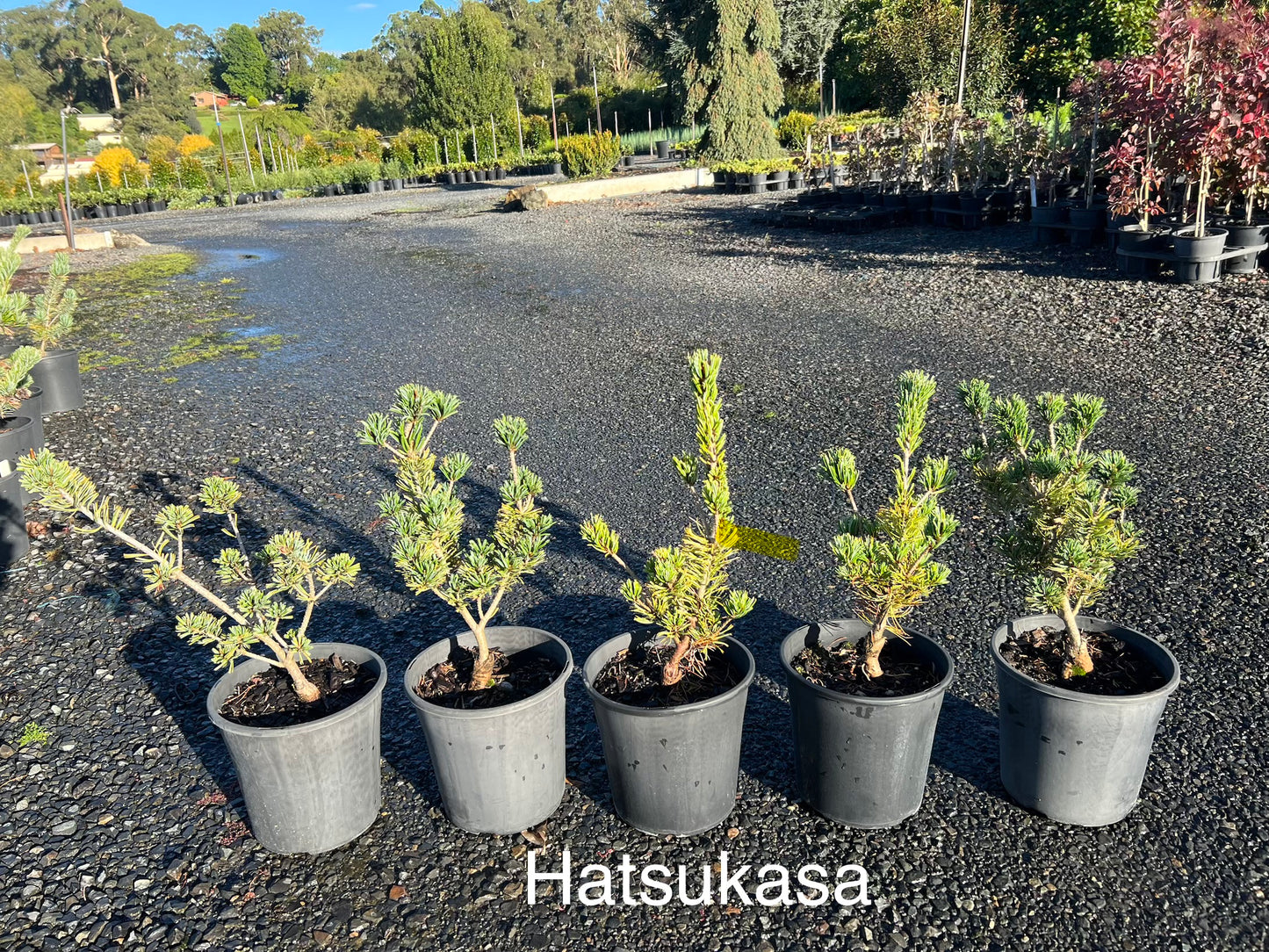 Pinus parviflora Hatsukasa