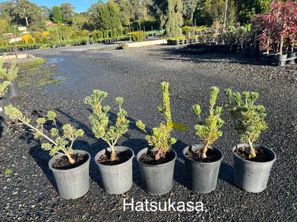 Pinus parviflora Hatsukasa