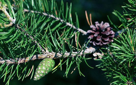 Pinus banksiana