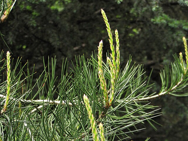 Pinus bungeana