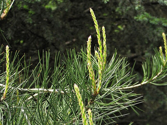Pinus bungeana