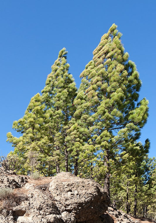 Pinus canariensis