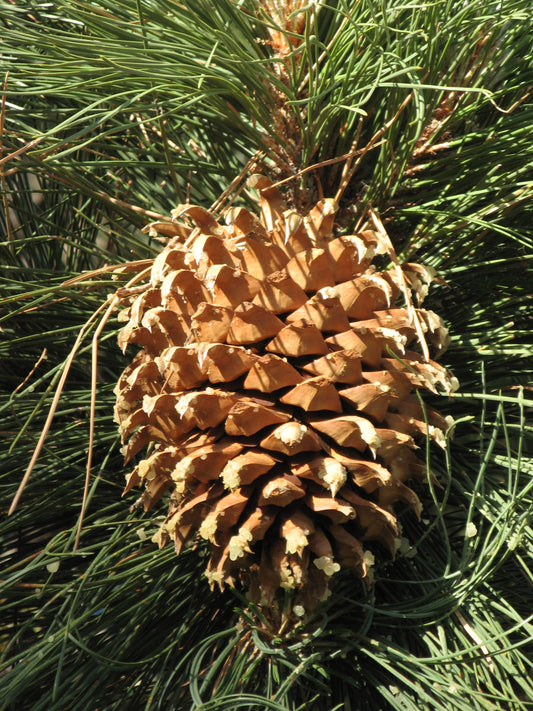 Pinus coulteri