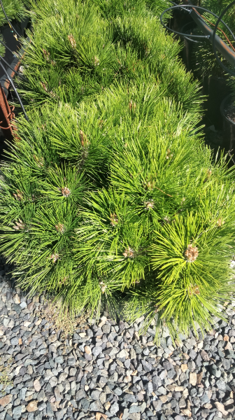 Pinus densiflora Low Glow