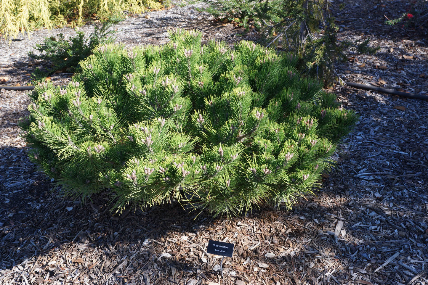Pinus densiflora Low Glow