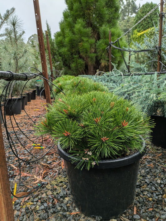 Pinus densiflora Low Glow