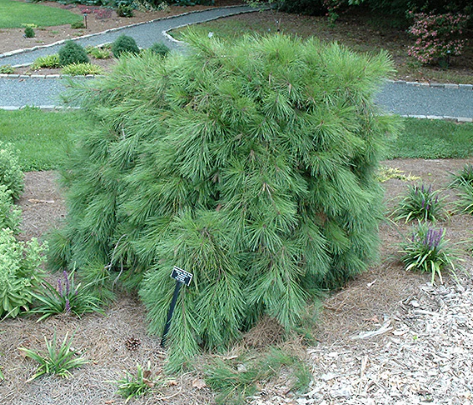Pinus densiflora Pendula