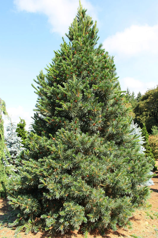 Pinus flexilis Vanderwolfs Pyramid