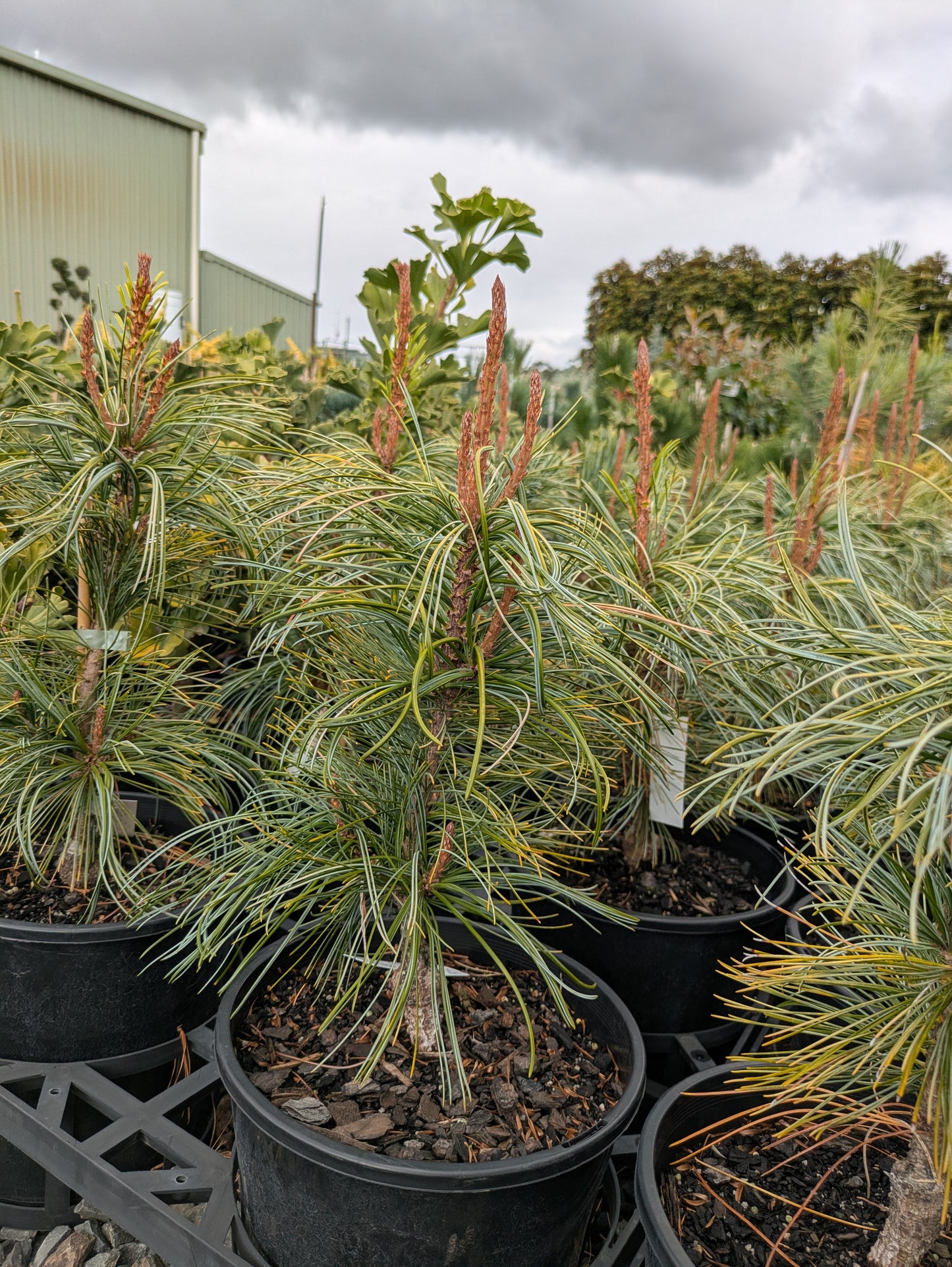 Pinus koraiensis Dragon Eye